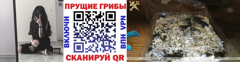 MEGA маркетплейс Цоци-Юрт Галлюциногенные грибы мицелий